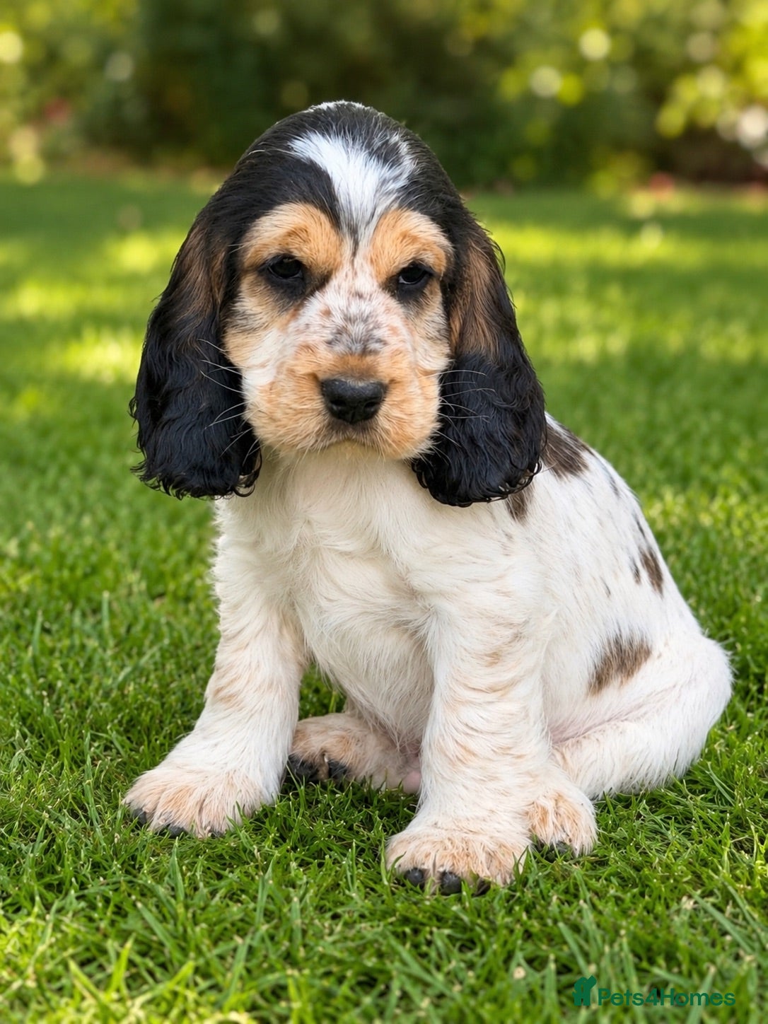 Cocker Spaniel dogs Outstanding KC Show cocker spaniel puppies - Advert 1