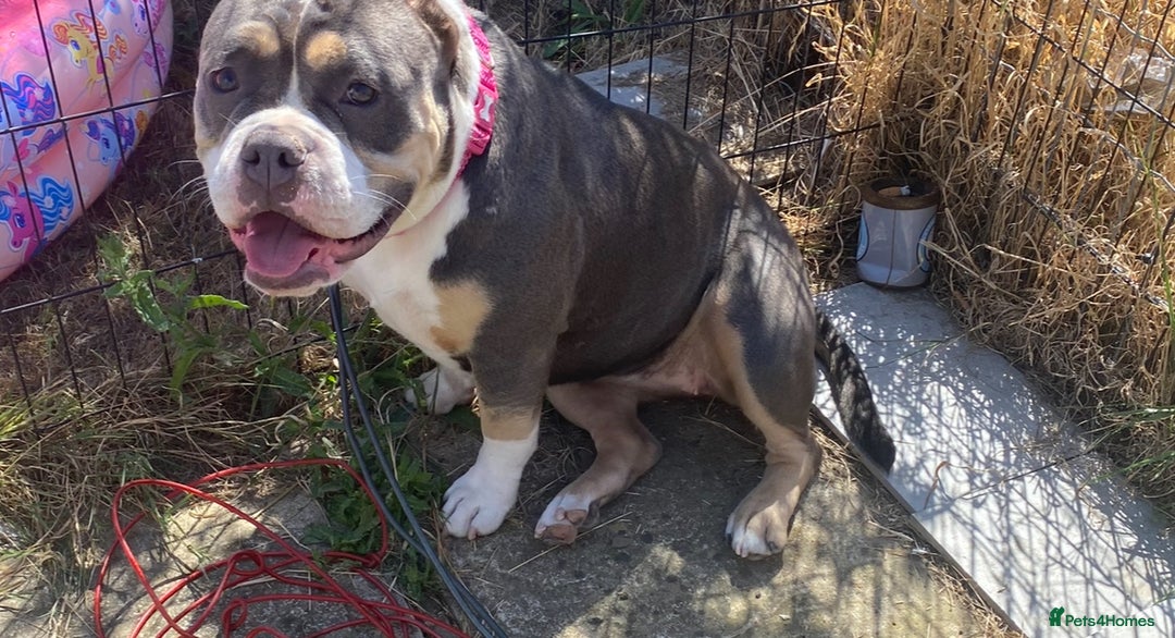 American Bully dogs for sale: American Pocket Bully Puppies (ABKC registered)  - Image 11