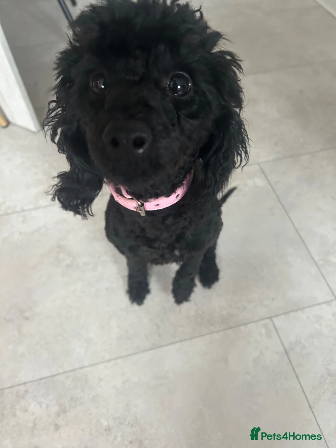 Yorkiepoo dogs for sale: Yorkiepoo  - Advert 1