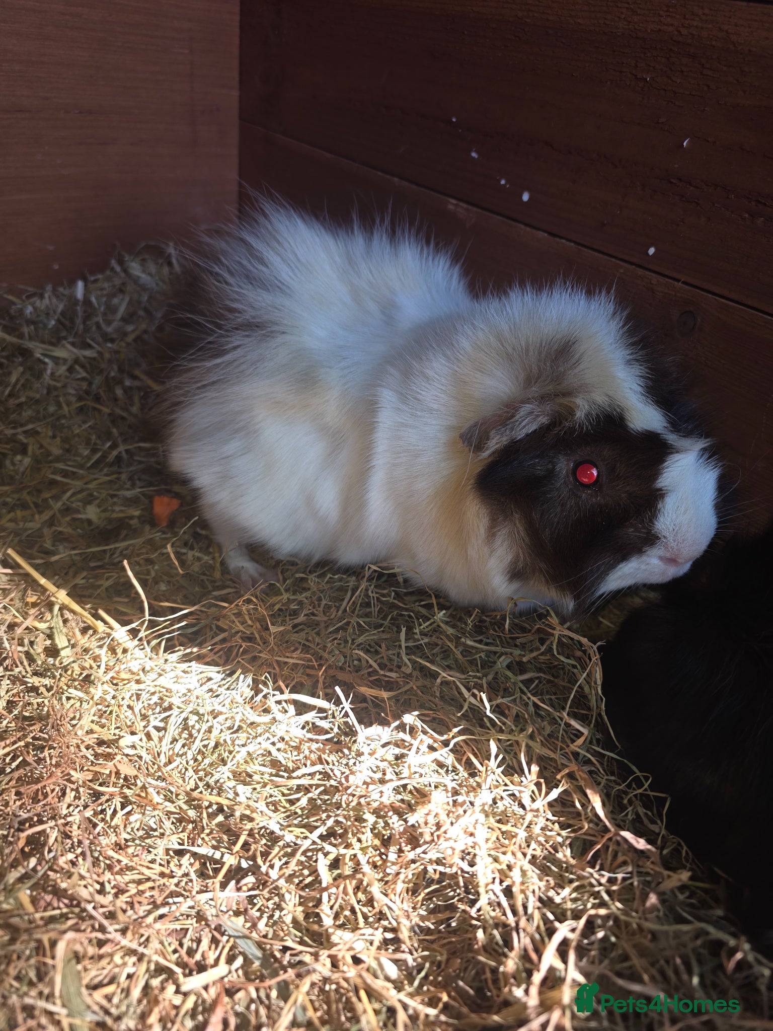 Guinea Pig rodents for sale: Oatie & Oliver  - Advert 1