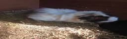 Guinea Pig rodents for sale: Oatie & Oliver  - Advert 1
