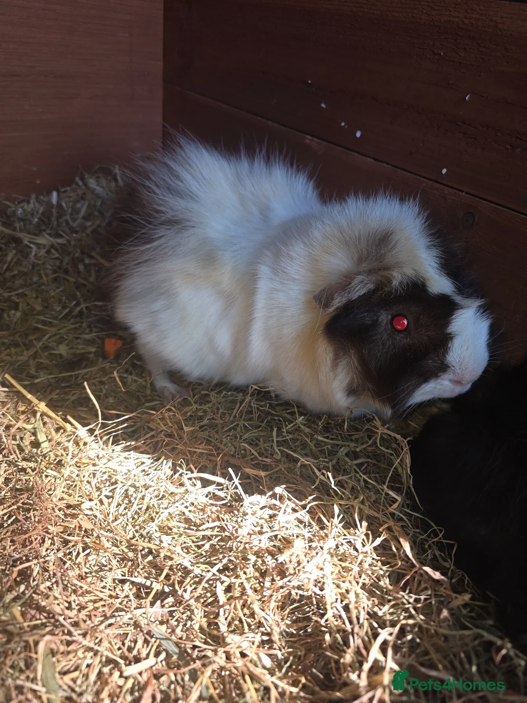 Guinea Pig rodents for sale: Oatie & Oliver  - Advert 1