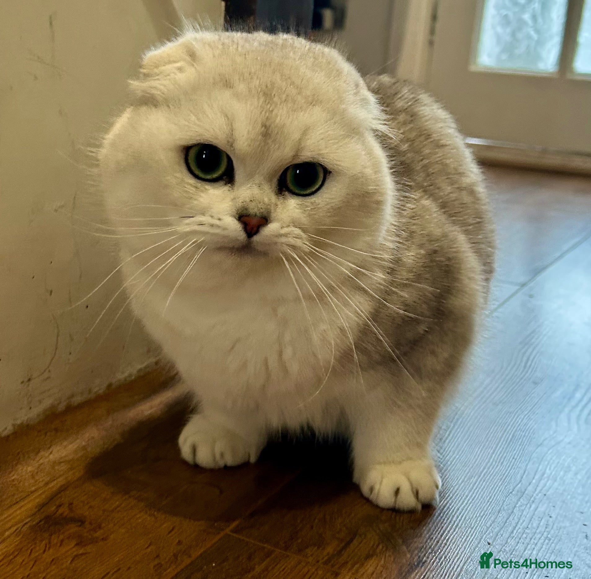 Scottish Fold cats Scottishfold male - Advert 9