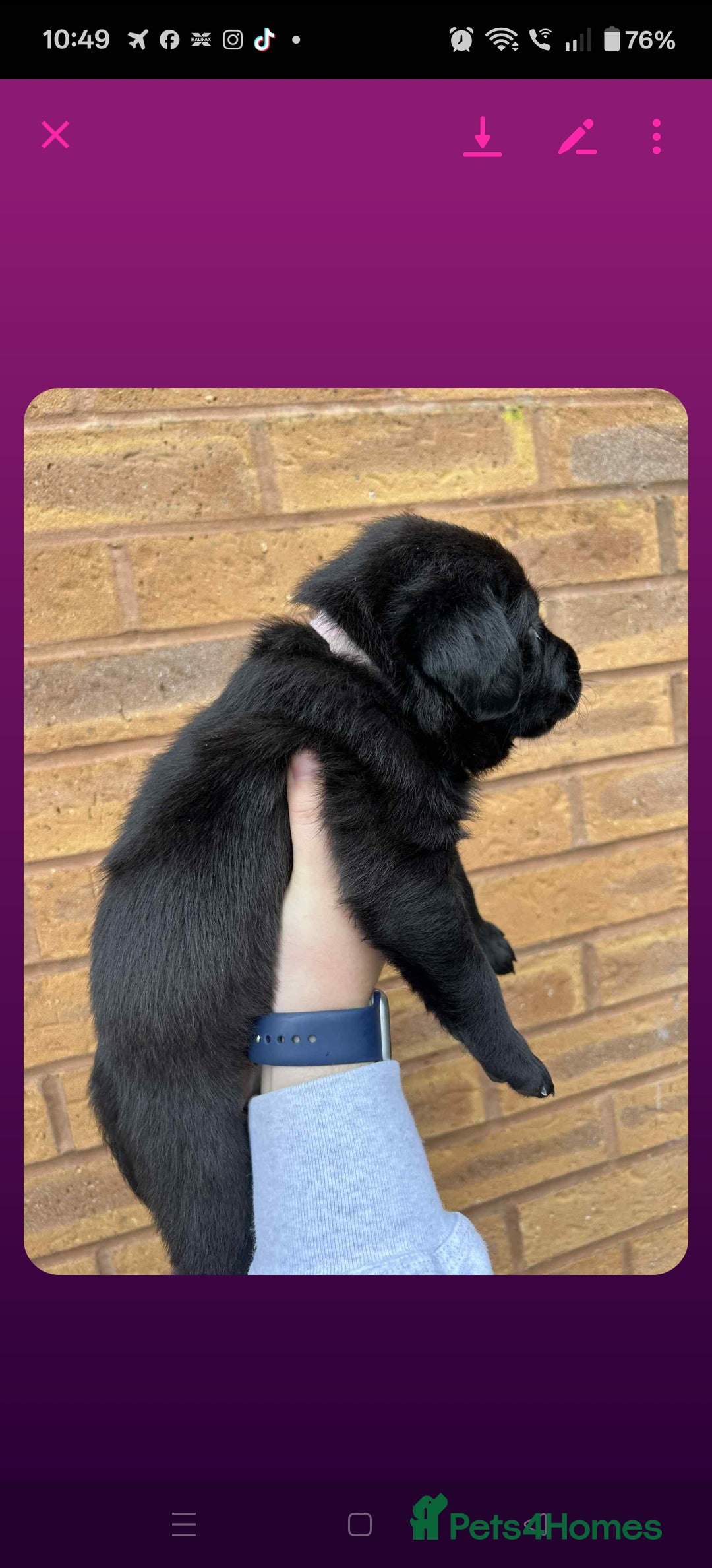 Labrador Retriever dogs for sale: Labrador 4 black males  - Advert 3