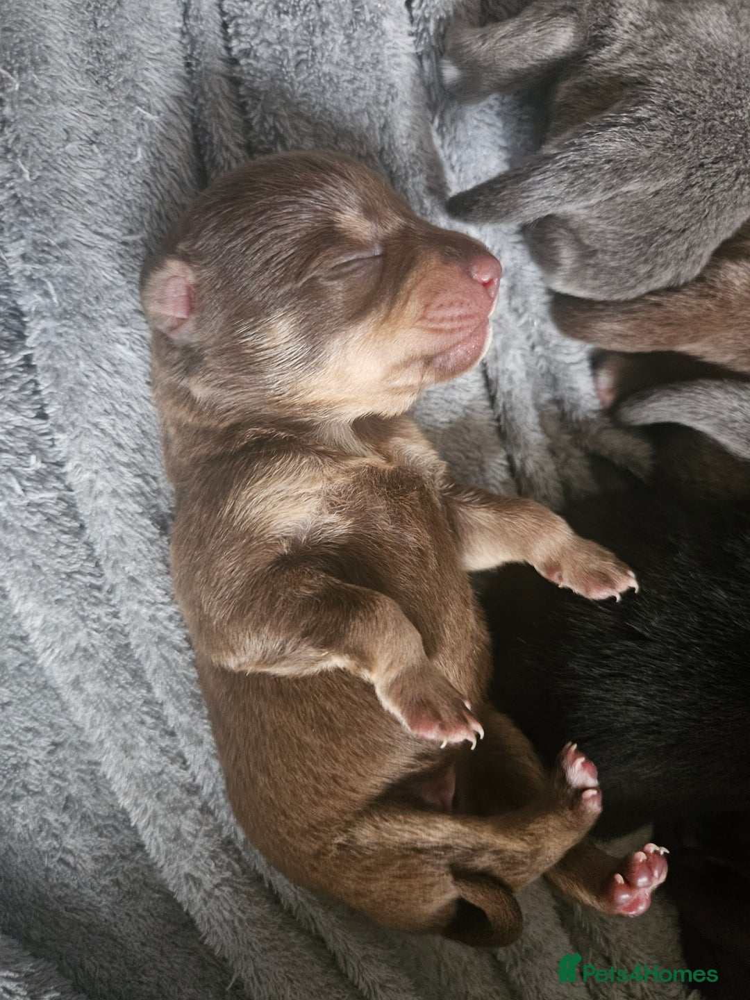 Mixed Breed dogs for sale: 9 beautiful dachshund cross poms - Image 24