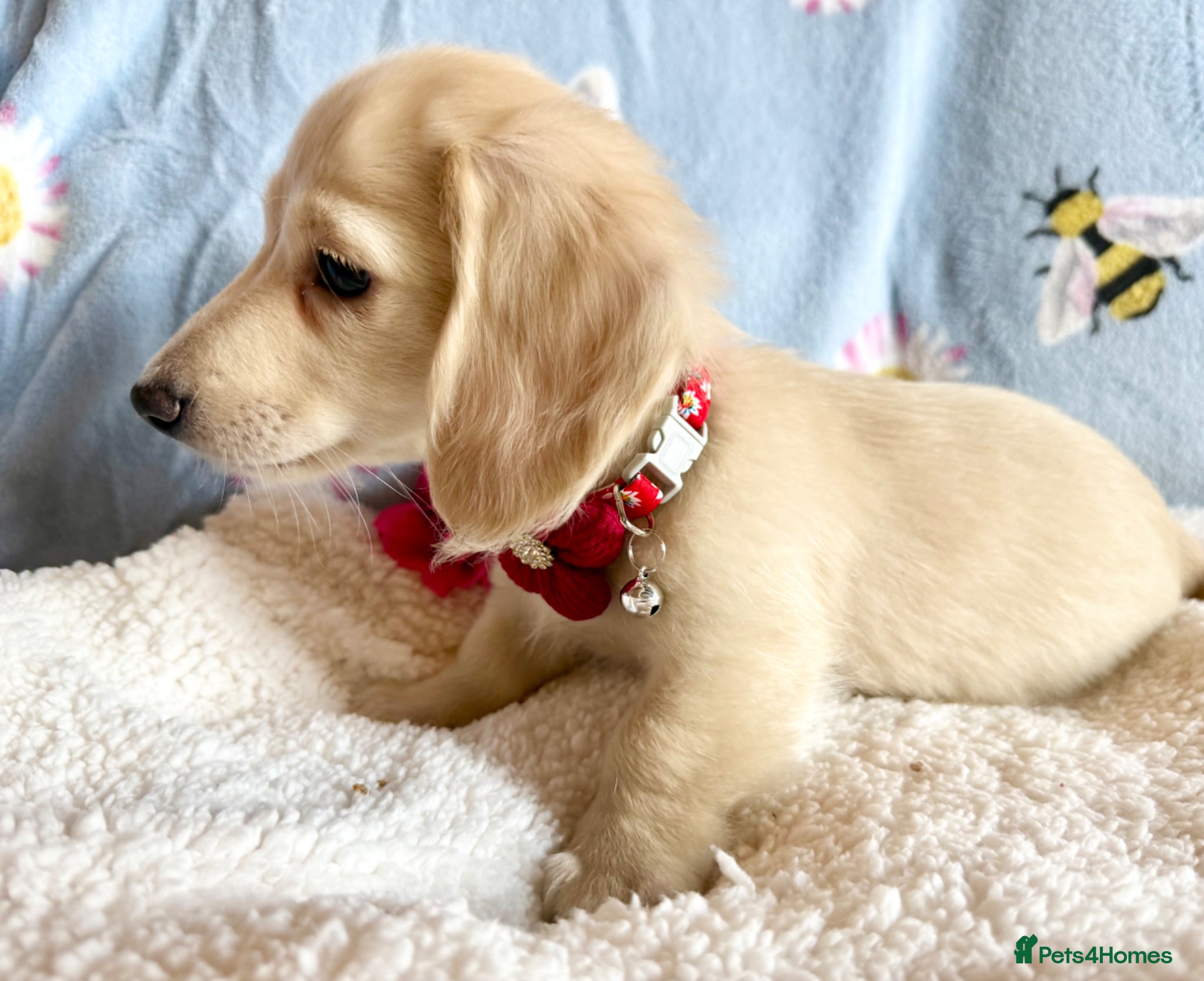 Miniature Dachshund dogs Ready now Cream long haired kc fully vaccinated  - Advert 2
