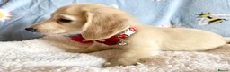 Miniature Dachshund dogs for sale: Cream long haired kc ready to go now - Advert 11