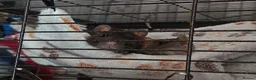 Rat rodents for sale: 8 month old female rats  in Warrington - Advert 1
