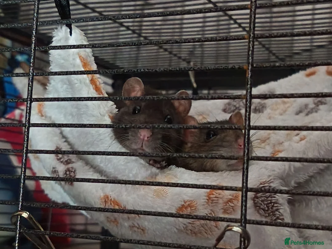 Rat rodents for sale: 8 month old female rats  in Warrington - Advert 1