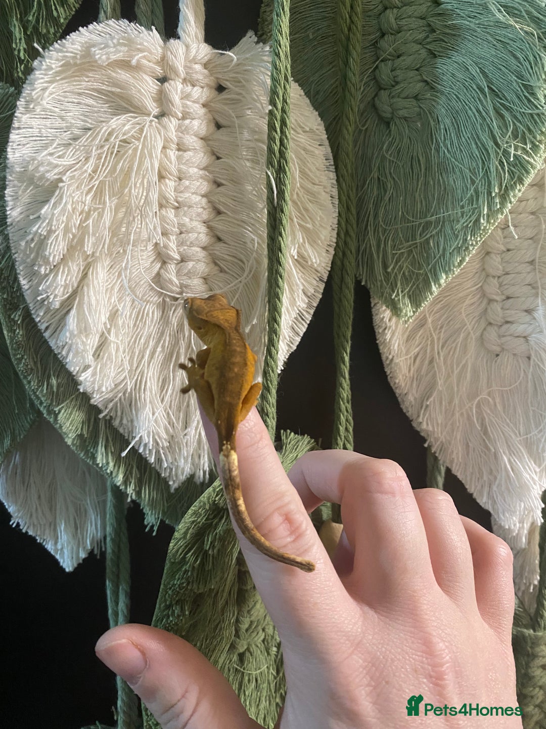 Gecko reptiles for sale: Crested Gecko babies - Advert 6