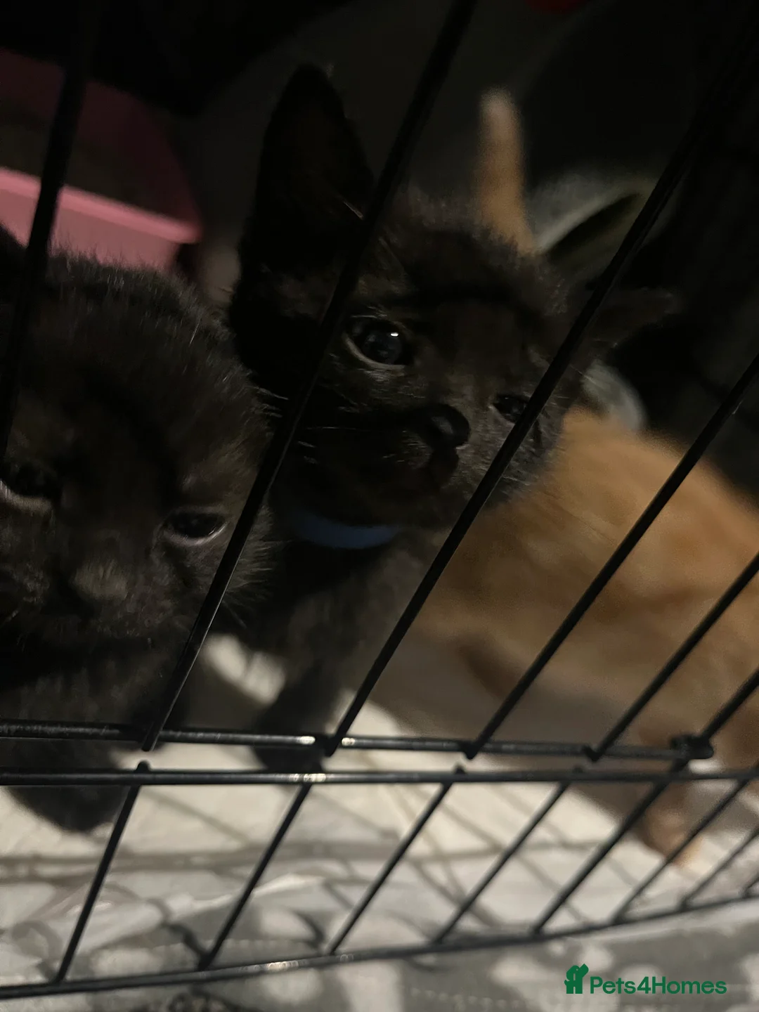 Mixed Breed cats for sale: Kittens - Advert 2