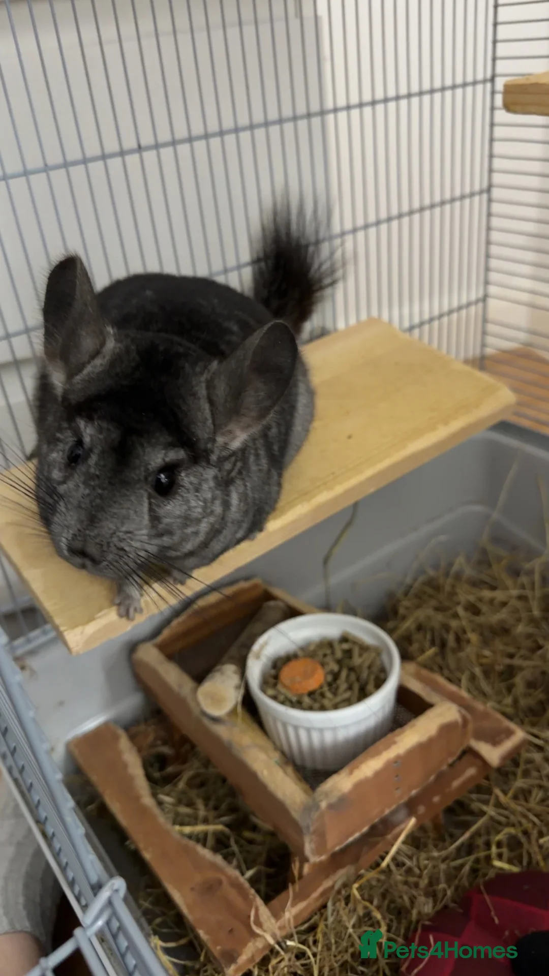 Chinchilla rodents for sale: Black Chinchilla for sale £150 🖤 in Wickford - Advert 1