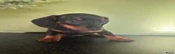 Miniature Dachshund dogs for sale: Miniature Dachshund  - Advert 8