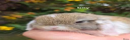 Mini Lop rabbits for sale: Rabits - Advert 4
