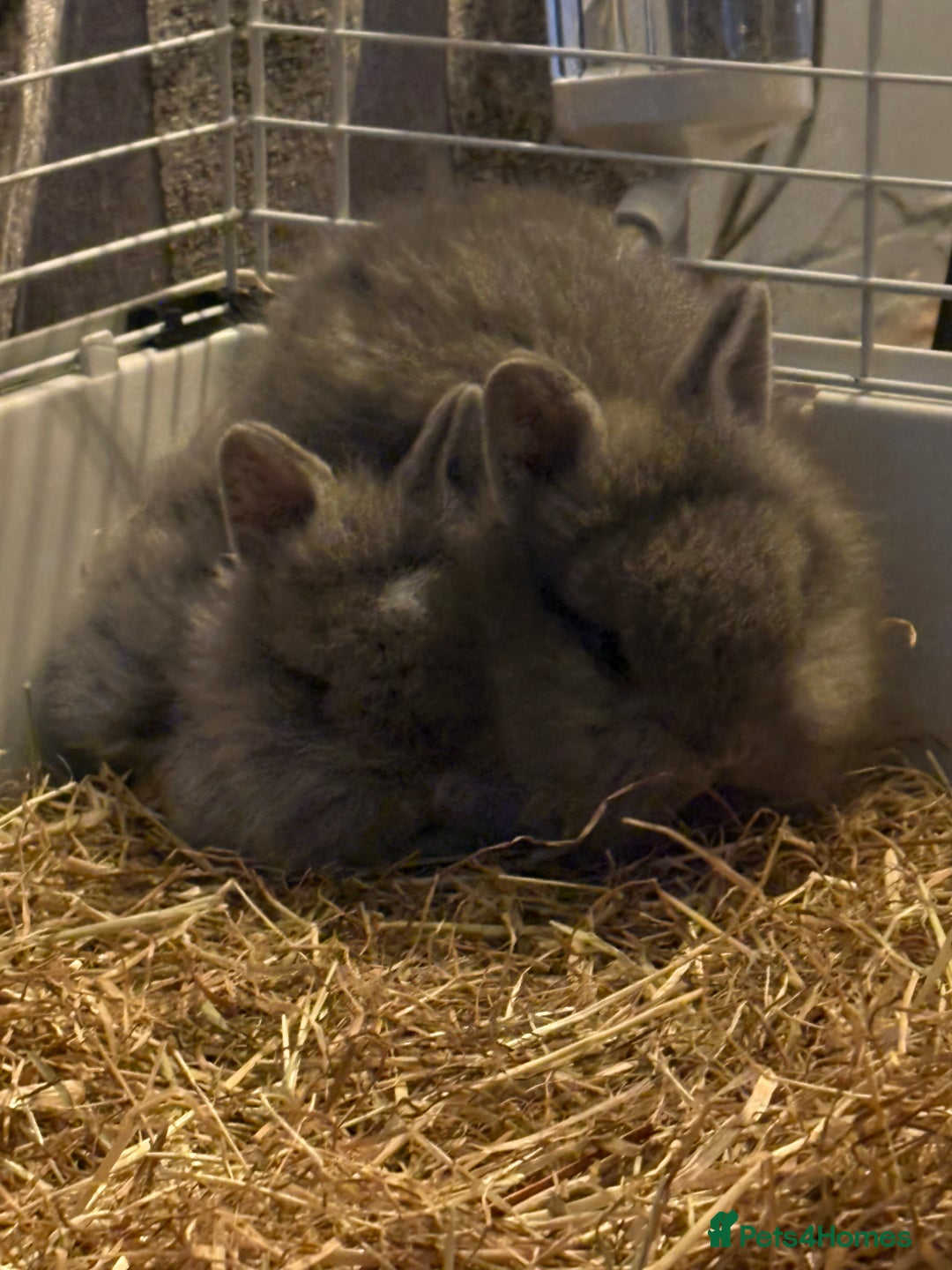 Lionhead rabbits for sale: Lion head cross mini lop  - Advert 2