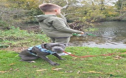 Mixed Breed dogs for sale: Cane corso  - Image 11