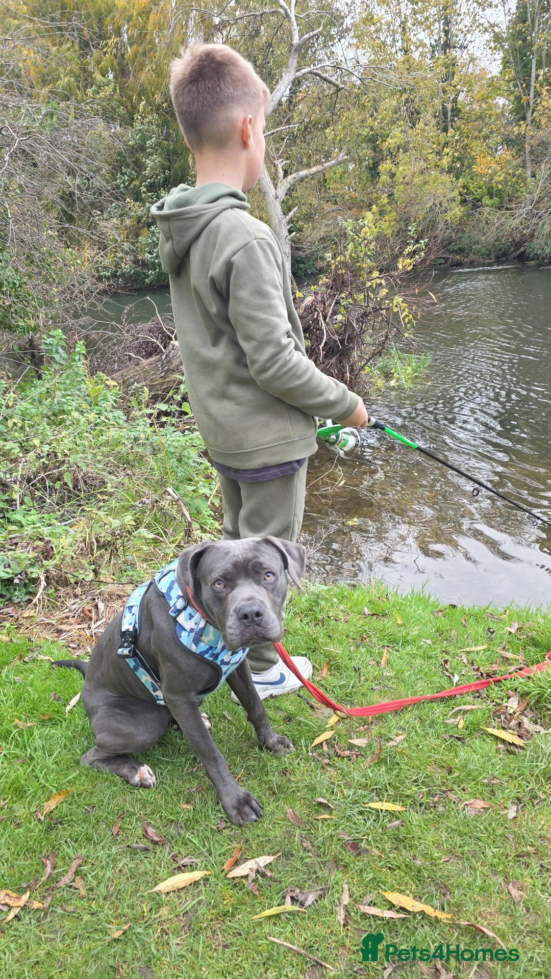 Mixed Breed dogs for sale: Cane corso  - Image 11