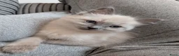 Ragdoll cats for sale: 🐾Ragdoll kittens for sale🐾 - Advert 6