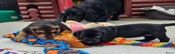Bocker dogs for sale: Beautiful Bocker Pups - Ready 14.09.26 in Thirsk - Advert 19