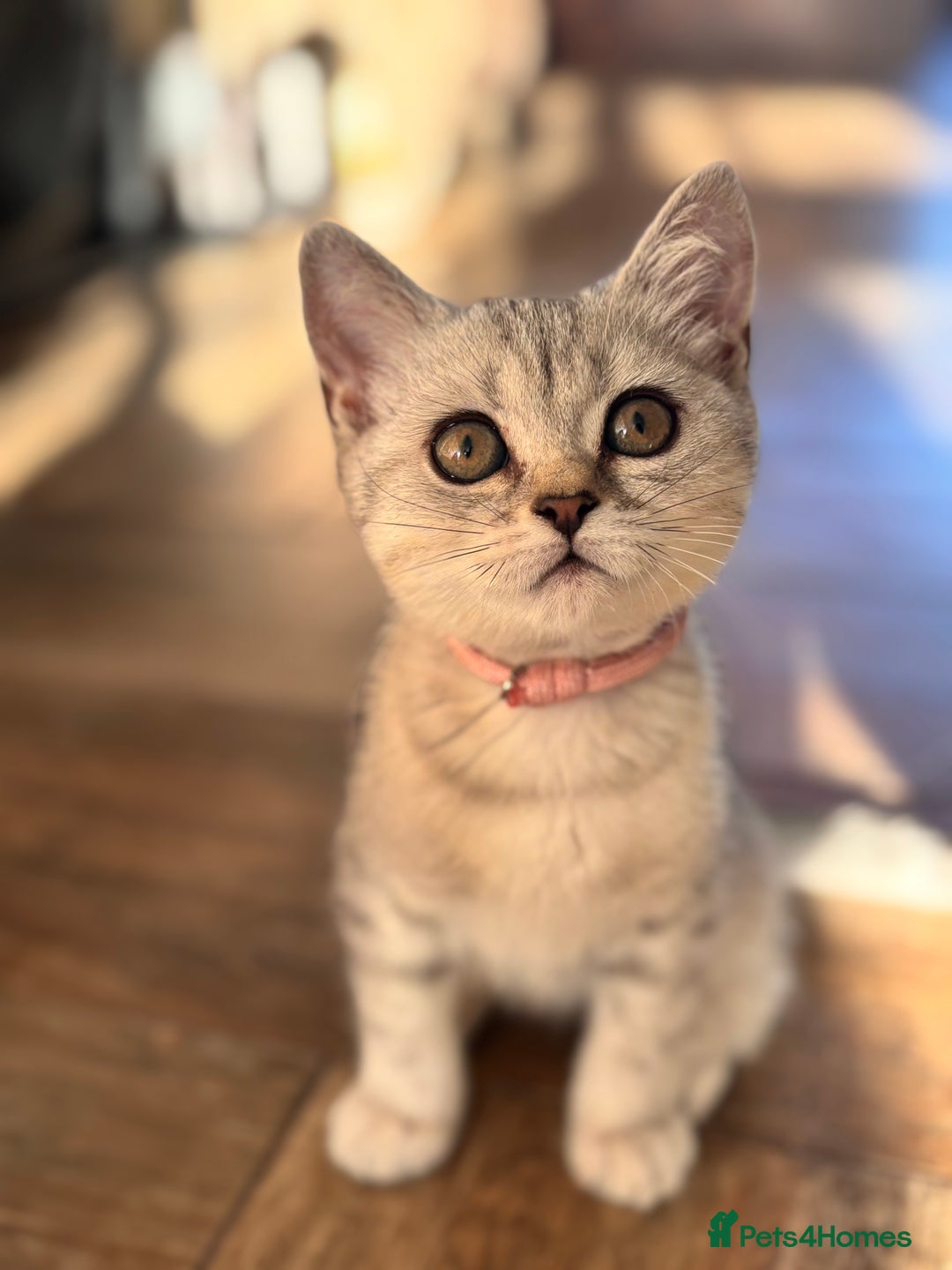 British Shorthair cats for sale: ✨LAST KITTEN LEFT✨OPEN TO OFFERS FOR RIGHT HOME✨ - Image 15