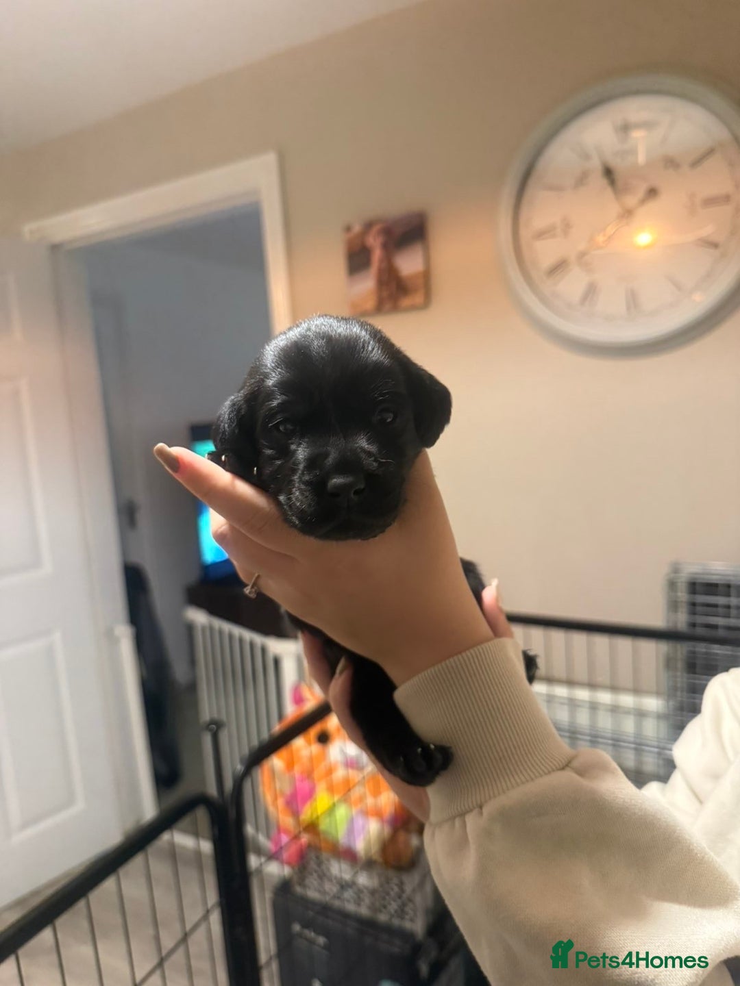 Labrador Retriever dogs for sale: Labrador puppies  - Image 14