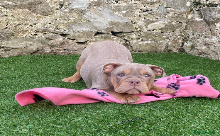 English Bulldog dogs - Advert 2