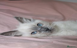 Ragdoll cats for sale: Purebred Ragdoll  - Image 2