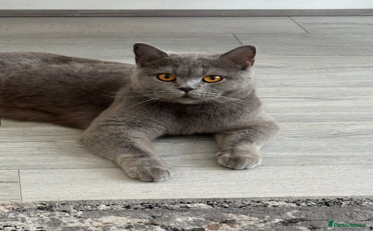 British Shorthair cats - Advert 2