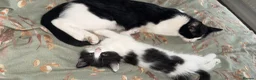 Mixed Breed cats for sale: Gorgeous fluffy kitten for sale.  - Advert 5