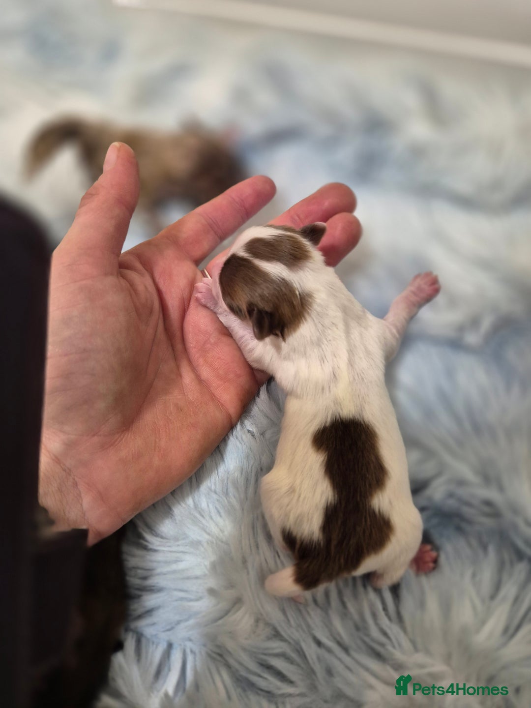 Chihuahua dogs for sale: Long haired chihuahua  - Advert 11