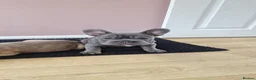 French Bulldog dogs for sale: Beautiful French bulldog pups - Advert 10