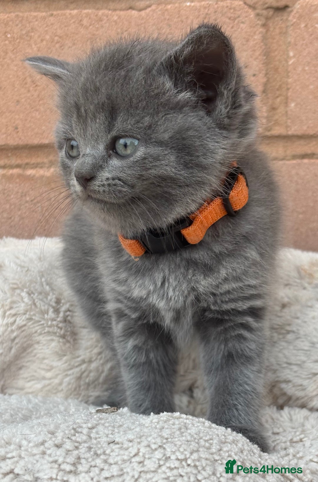 British Shorthair cats for sale: 5. british Blue Cross kittens - Image 8