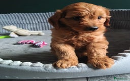 Cockapoo dogs for sale: F1B Cockapoos puppies - Image 11