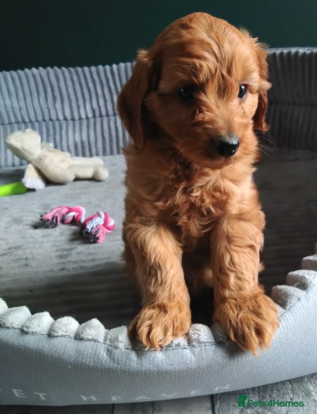 Cockapoo dogs for sale: F1B Cockapoos puppies - Image 11
