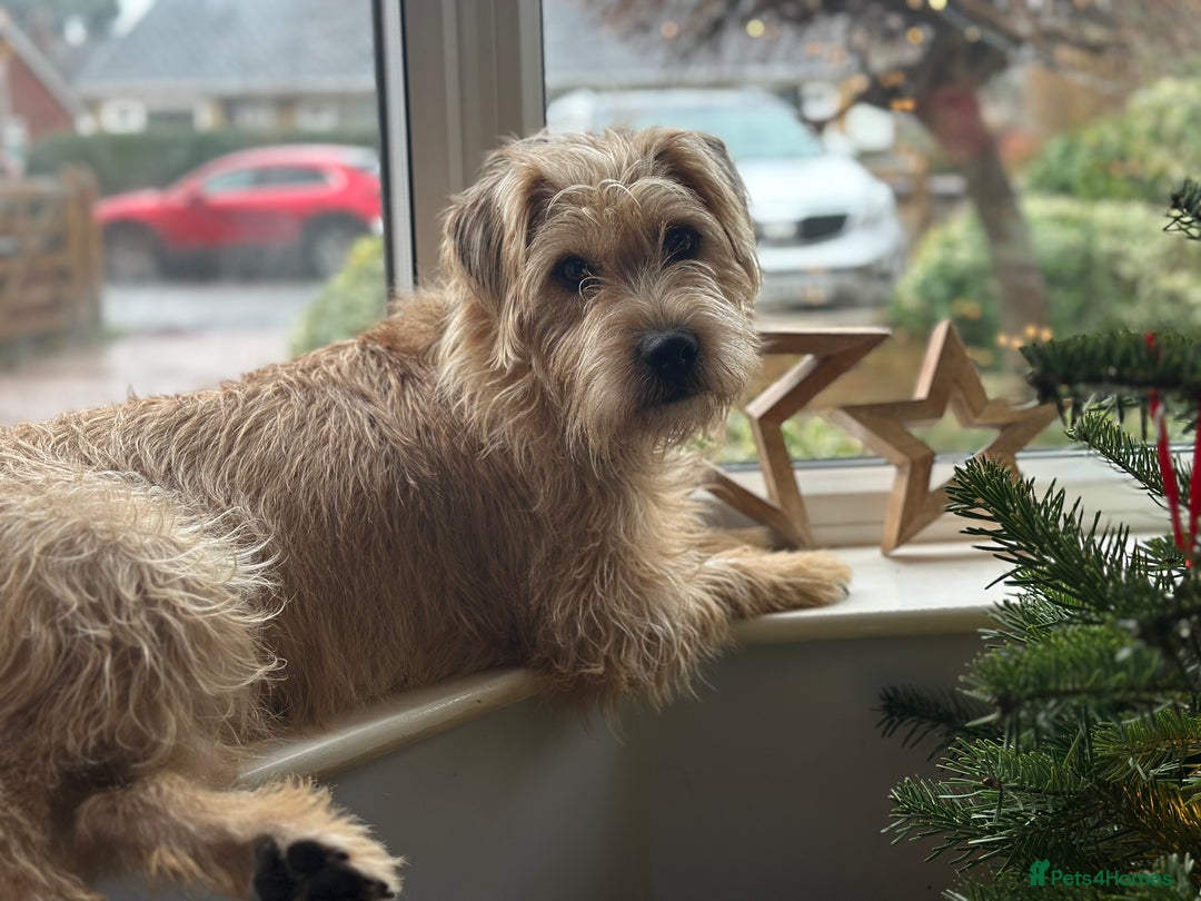 Patterdale Terrier dogs for sale: 5 Gorgeous Patterdale Puppies  - Advert 15