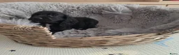 Cocker Spaniel dogs for sale: Working Type Cocker Spaniels  - Advert 16
