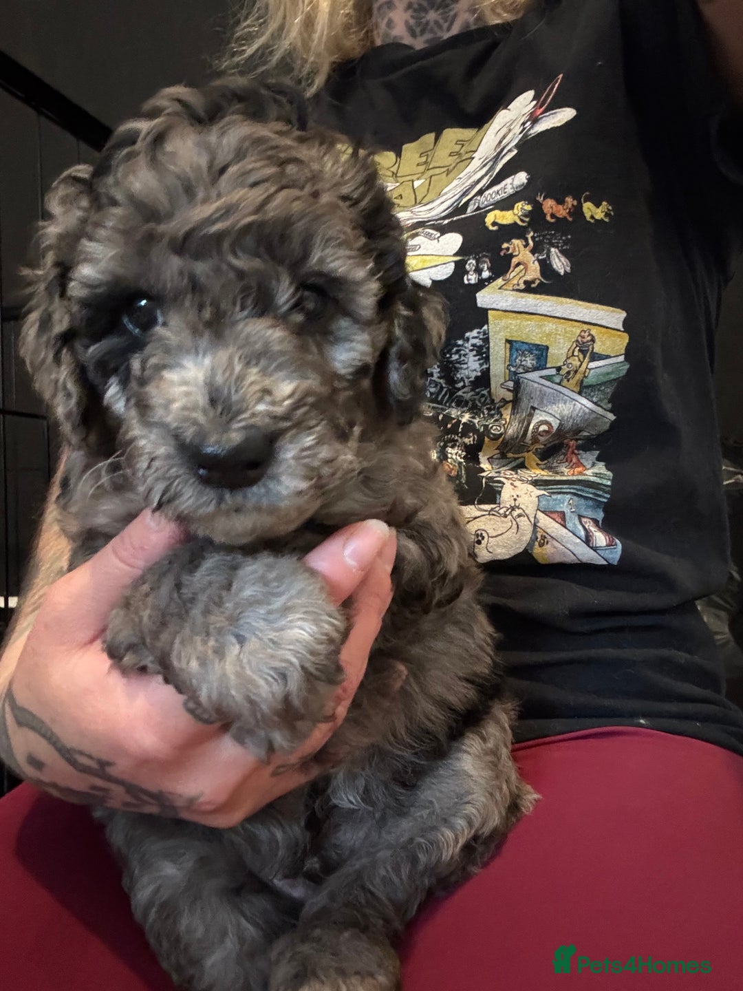 Labradoodle dogs for sale: Only 2 left. Beautiful unique coated labradoodles  - Image 3