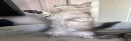 Maine Coon cats for sale: Stunning Maine Coon Litter Of Kittens  - Advert 4