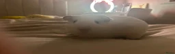 Guinea Pig rodents for sale: Two male guinea pigs for sale - Advert 10