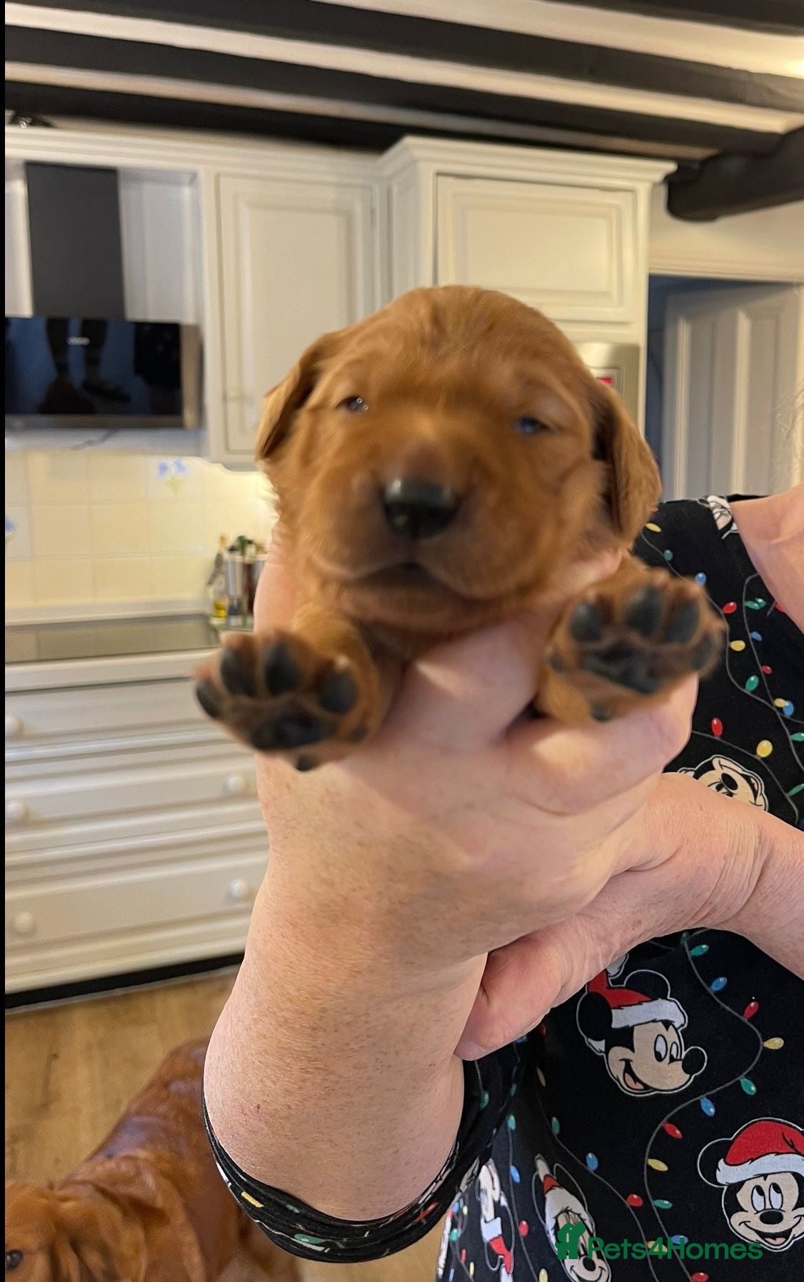 Golden Retriever dogs Beautiful dark golden retrievers KC Registered in Burgess Hill - Advert 10