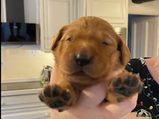 Golden Retriever dogs Beautiful dark golden retrievers KC Registered in Burgess Hill - Advert 10