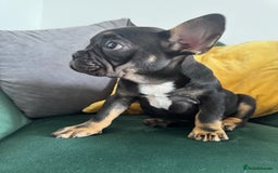 French Bulldog dogs for sale:  REDUCED, 1 GIRL LEFT French bulldog puppies  - Image 3