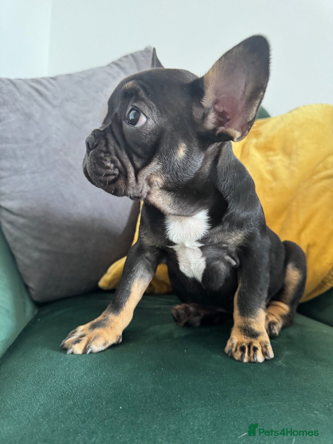 French Bulldog dogs for sale:  REDUCED, 1 GIRL LEFT French bulldog puppies  - Image 3