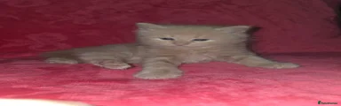 Kitten 4