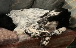 English Setter dogs for sale: 2yr. Pedigree working English setter sale/share - Image 22