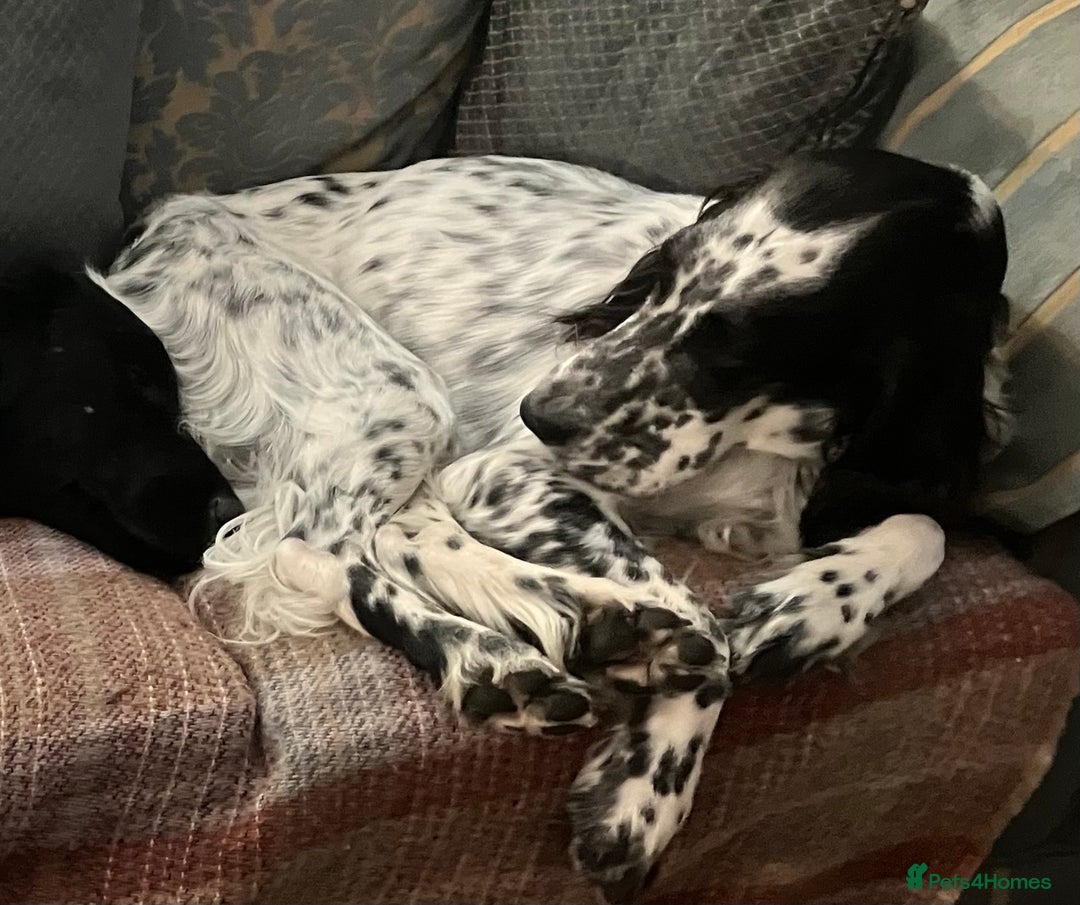 English Setter dogs for sale: 2yr. Pedigree working English setter sale/share - Image 22