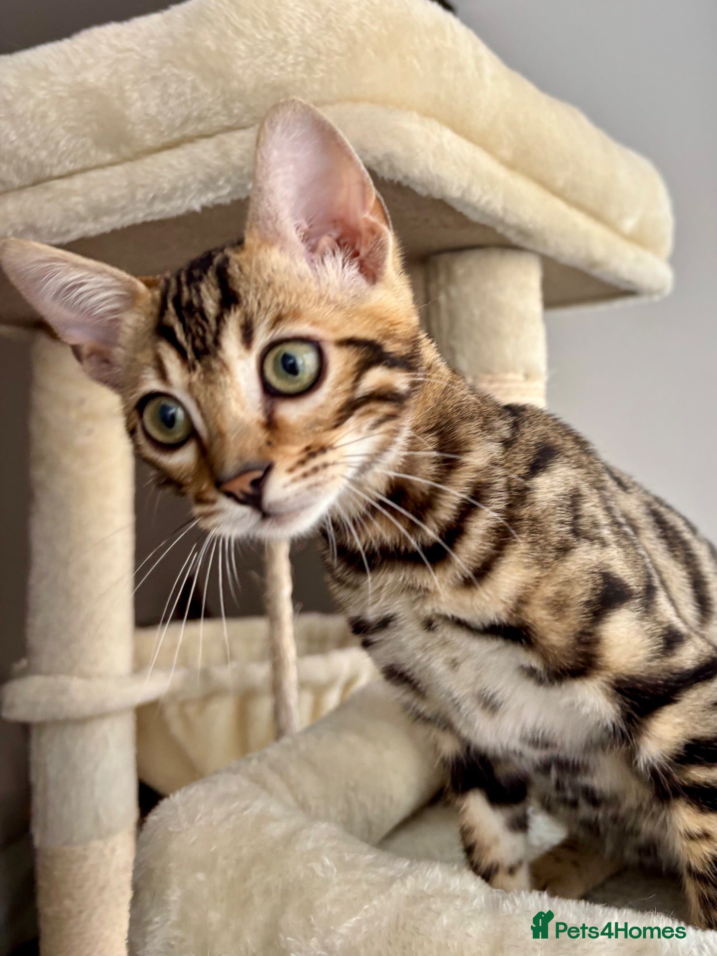 Bengal cats for sale: 🐅Gorgeous 😍One of a Kind Dream Bengal Boy!🐅 - Advert 6