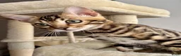 Bengal cats for sale: 🐅Gorgeous 😍One of a Kind Dream Bengal Boy!🐅 - Advert 12