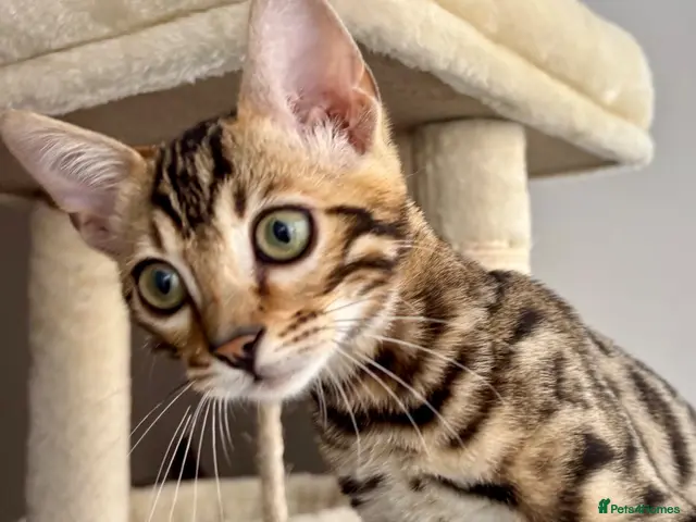 Bengal cats for sale: 🐅Gorgeous 😍One of a Kind Dream Bengal Boy!🐅 - Advert 6