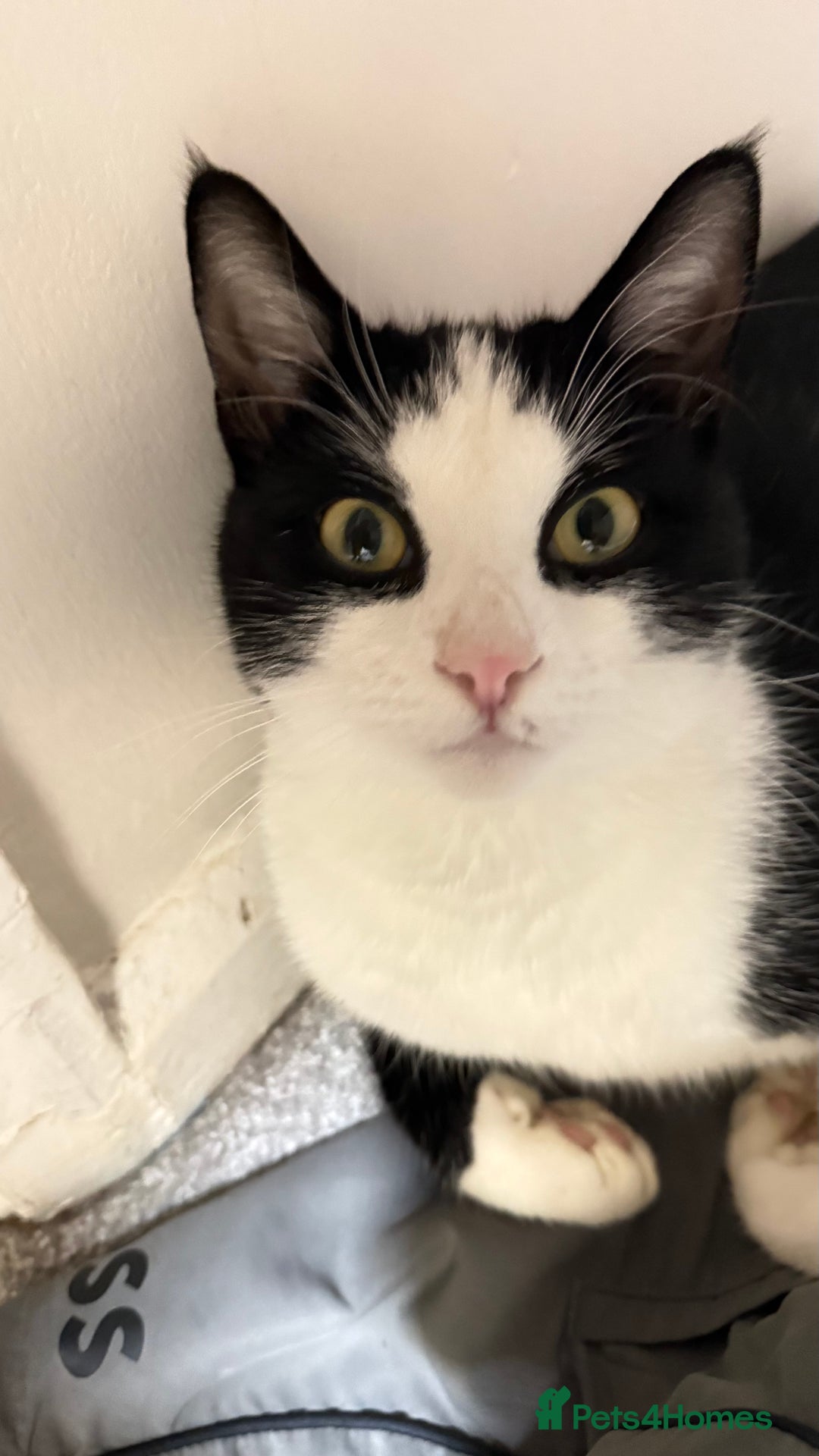 Mixed Breed cats for sale: Lovely boy cat for sale  - Advert 1